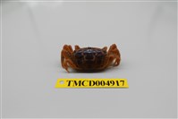 藏品(萬歲大眼蟹)的圖片